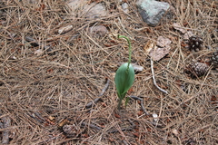 Malaxis macrostachya