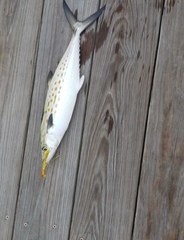 Scomberomorus maculatus