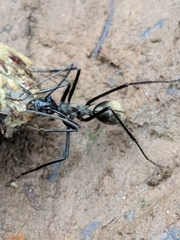 Dolichoderus rugosus