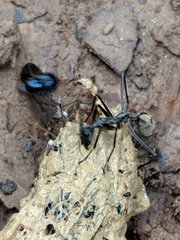 Dolichoderus rugosus