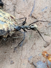 Dolichoderus rugosus