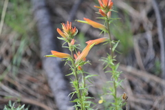 Castilleja patriotica