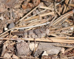 Trimerotropis modesta