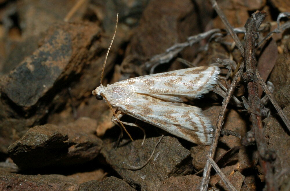 Euzophera tetragramma