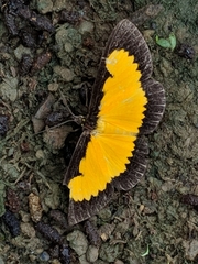 Xanthyris flaveolata