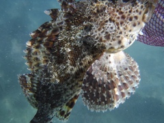 Scorpaena guttata