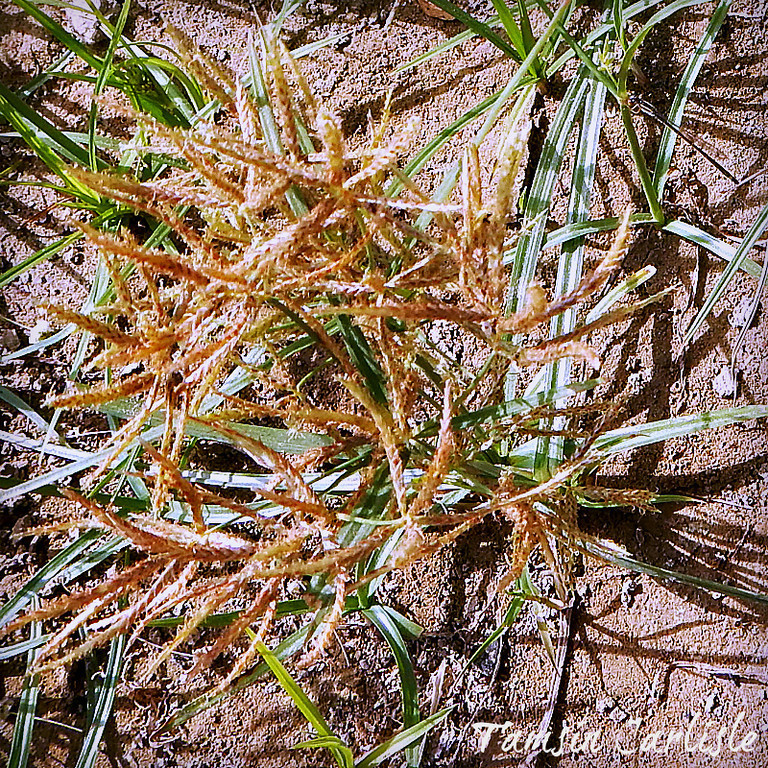 Chloris flagellifera