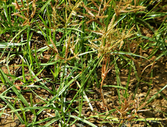 Ochthochloa compressa