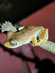 Boana calcarata