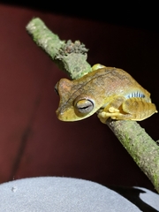 Boana calcarata