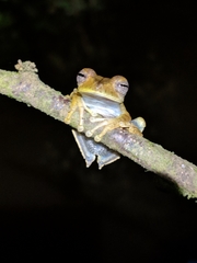 Boana calcarata
