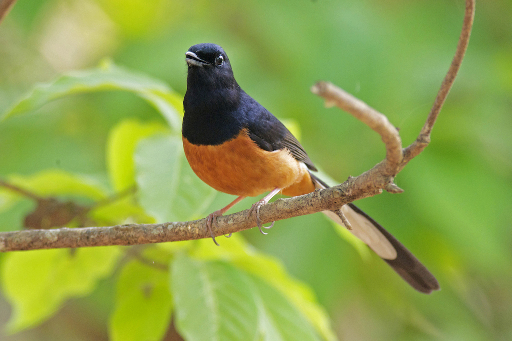 White-rumped Shama (Copsychus malabaricus)