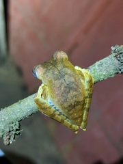 Boana calcarata