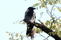 Corvus cornix