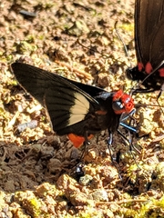 Pyrrhopygopsis socrates