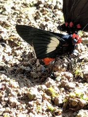 Pyrrhopygopsis socrates