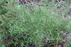 Psacalium decompositum