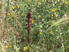 Orobanche sanguinea