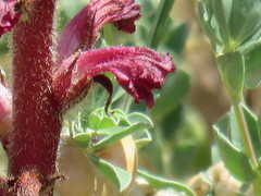 Orobanche sanguinea