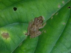 Pristimantis labiosus