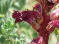 Orobanche sanguinea