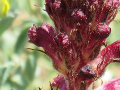 Orobanche sanguinea