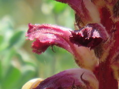 Orobanche sanguinea