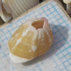 Notobalanus vestitus