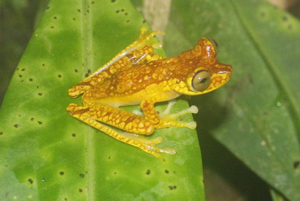 Imbabura Treefrog