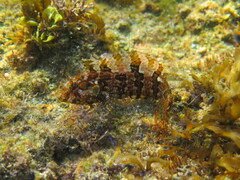 Mock Blenny photo 2
