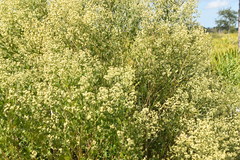 Baccharis halimifolia image