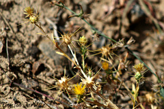 Centaurea pseudosinaica