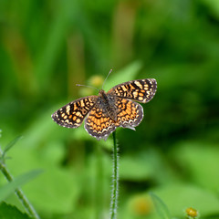 Phyciodes graphica graphica