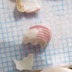 Roseaplagis artizona