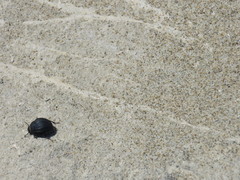 Erodius siculus