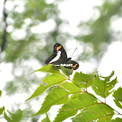 Adelpha paroeca paroeca