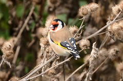 Carduelis carduelis