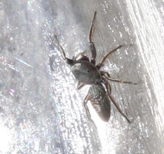 Tutelina