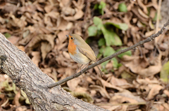 Erithacus rubecula
