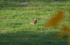 Turdus iliacus