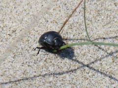 Erodius siculus