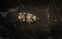 Barea basigramma