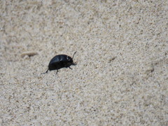 Erodius siculus