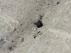 Erodius siculus