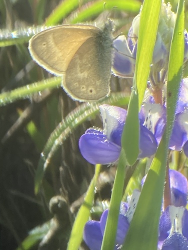iNaturalist observation photo of Common Ringlet