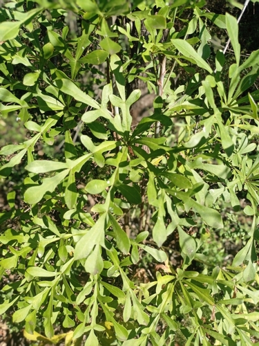 Cussonia transvaalensis Reyneke 4