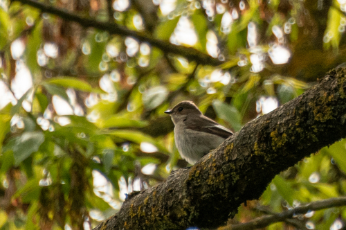 Papamoscas cerrojillo (Ficedula hypoleuca)