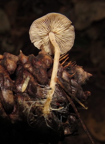 Conifercone Cap