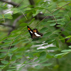 Adelpha paroeca paroeca