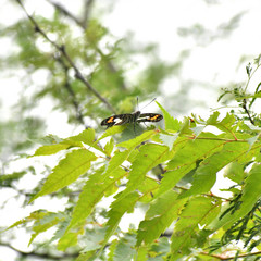 Adelpha paroeca paroeca